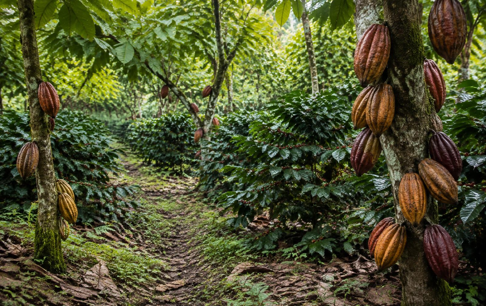 Plantation de cacao et de café